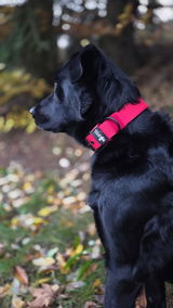 Ines review photo