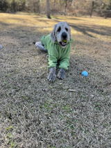 Instagram: ducky_greatdanoodle review photo