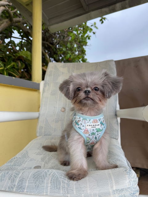 Dino-Paw Harness