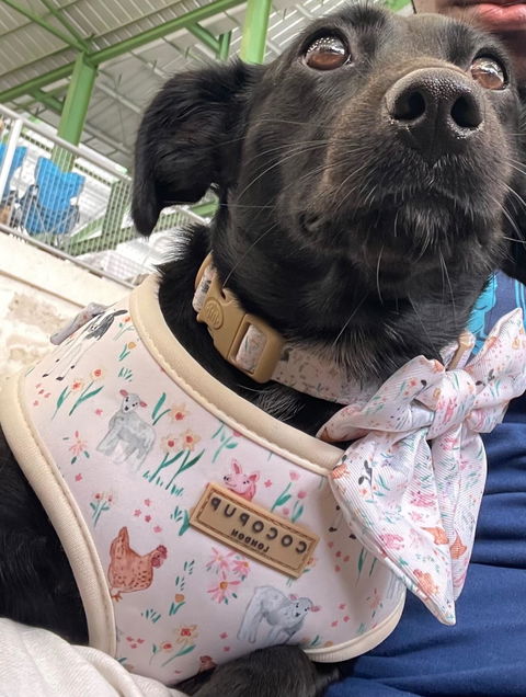 Farmyard Collar