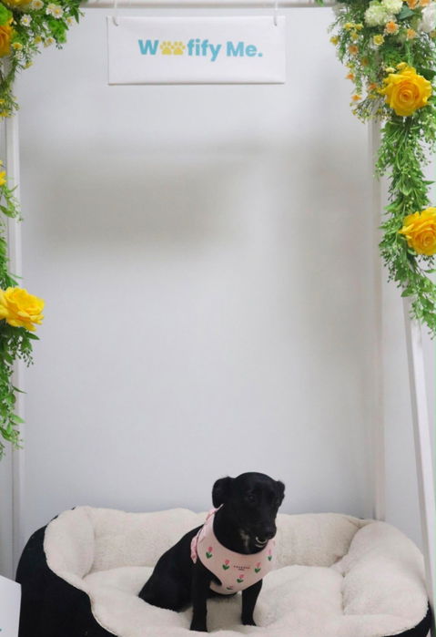 Tulip Tails Harness