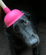 Dogmergency review photo