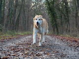 Heike review photo