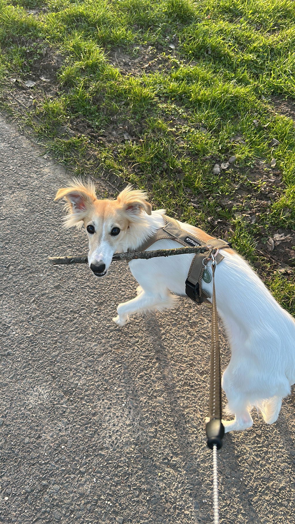 Helping Dog