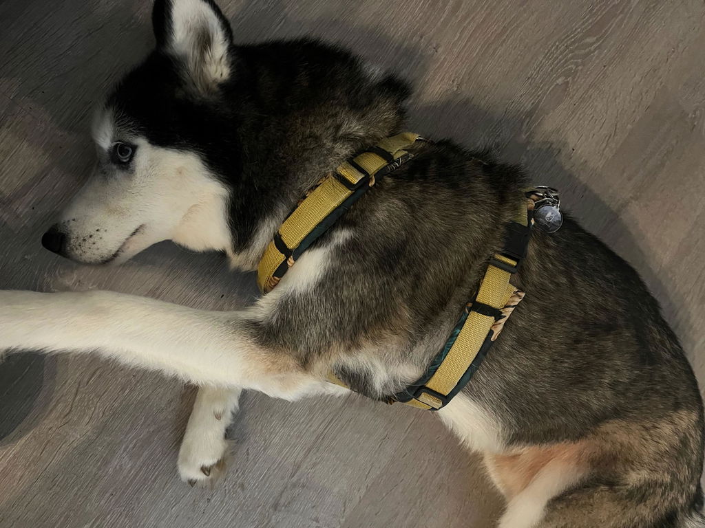 Wooftag