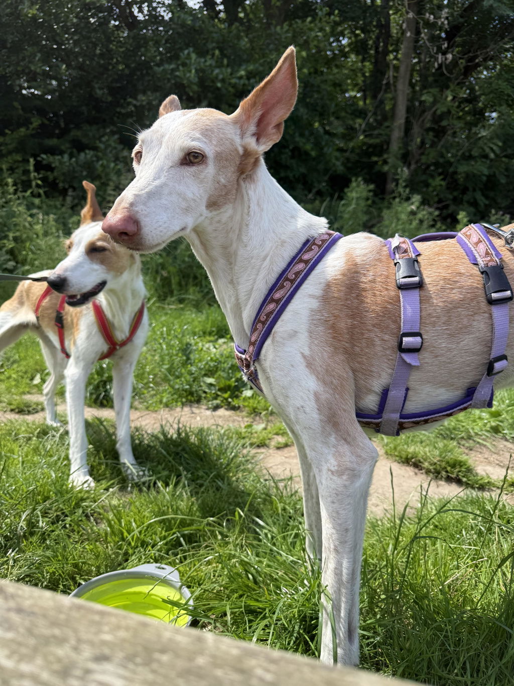 Wooftag