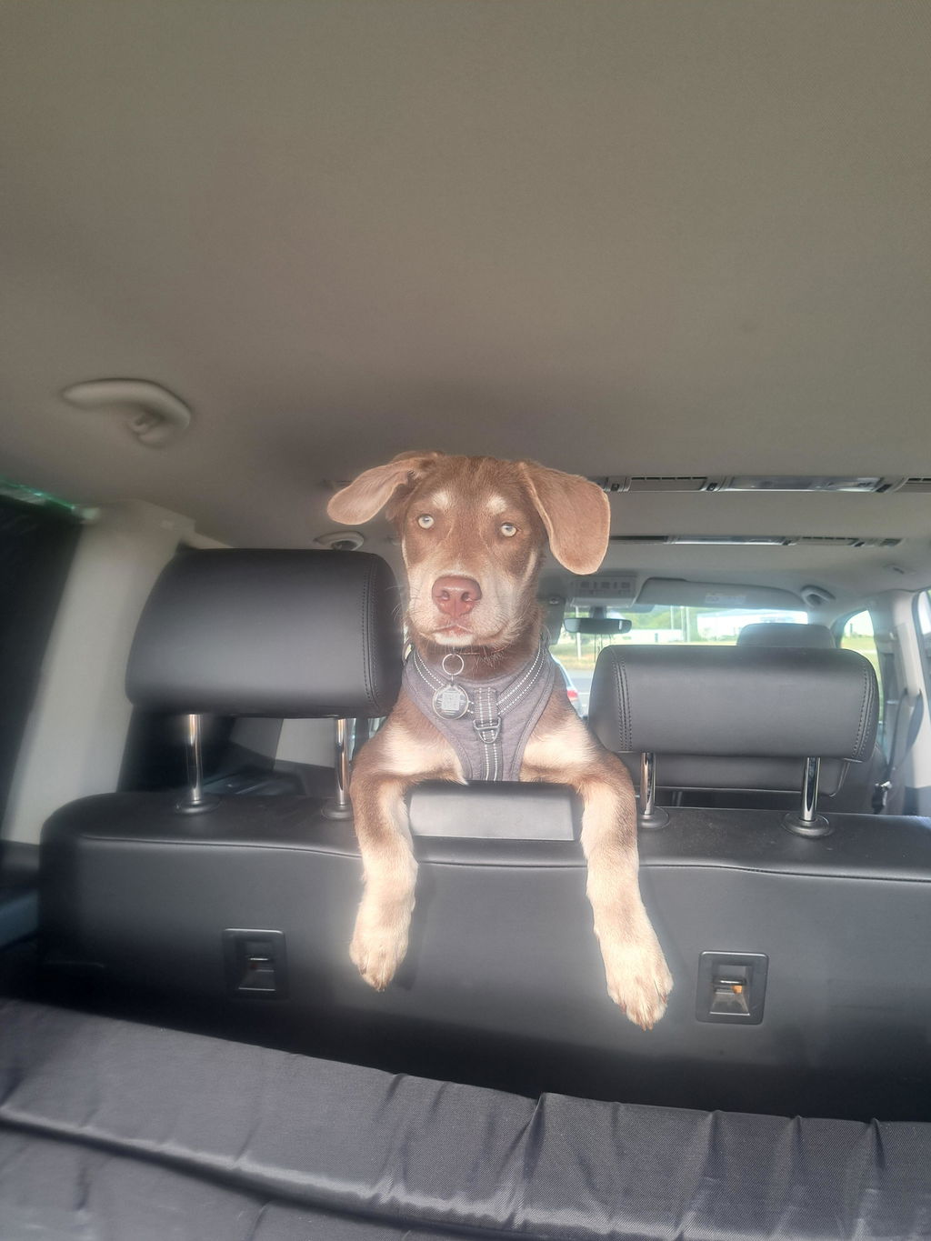 Wooftag