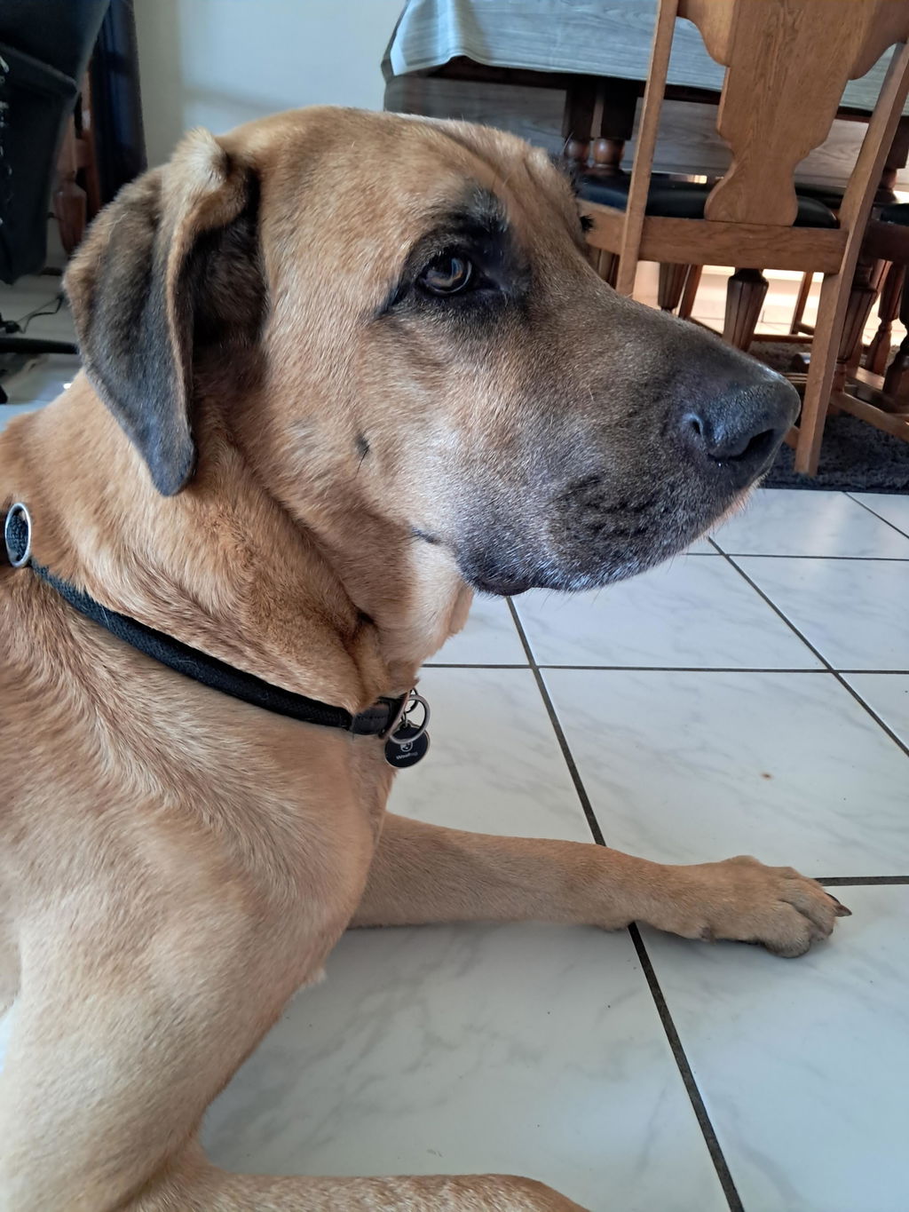 Wooftag