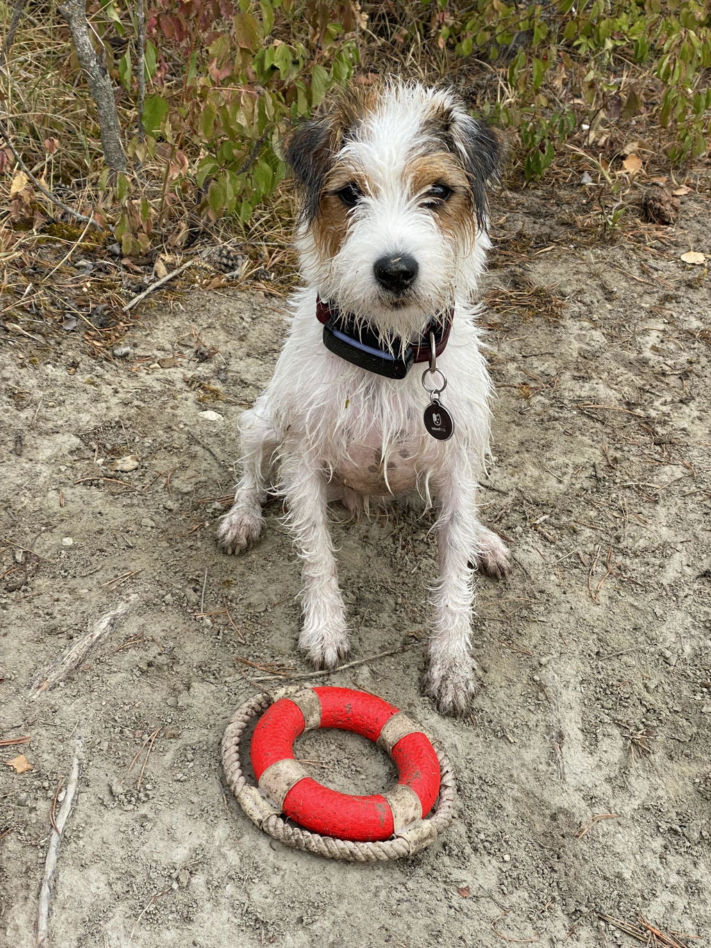 Wooftag