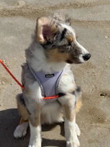 Lotty review photo