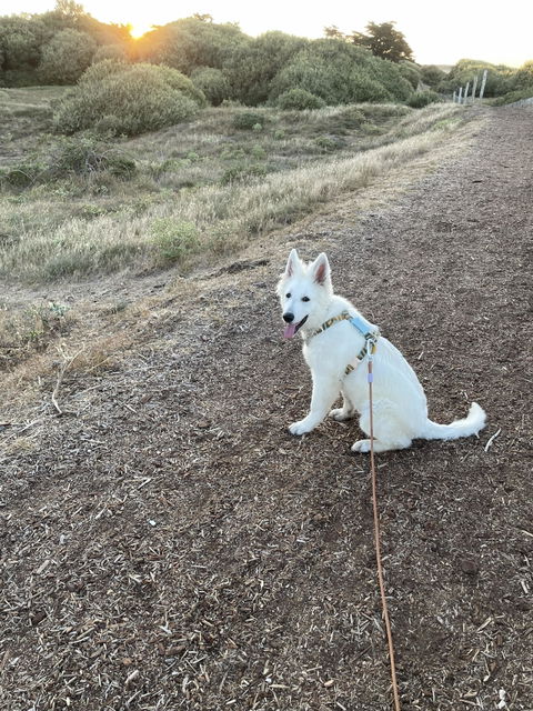 Cloudbeam Dog Harness