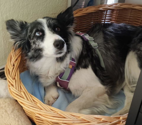 Alpha 360 Dog Harness Mauve Mix