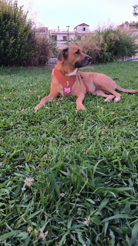 Roam Dog Harness Terracotta