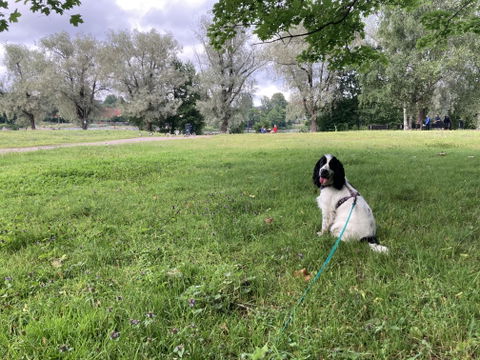 Northern Lights Dog Harness