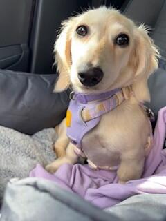Sunshower Dog Harness