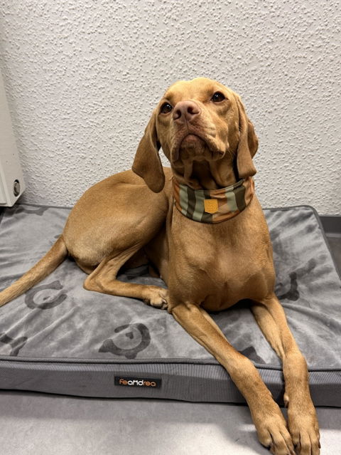 Cloudbeam Soft Martingale Collar