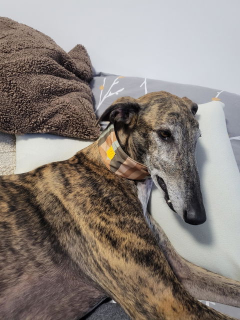 Cloudbeam Soft Martingale Collar