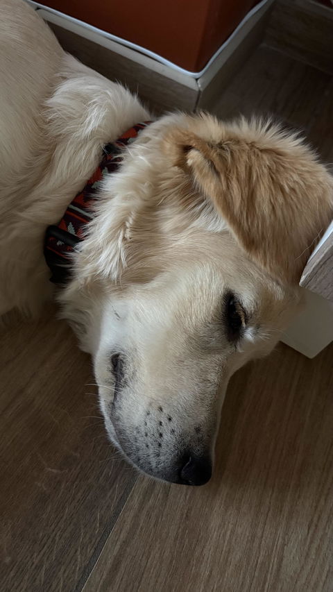 Polar Night Dog Collar