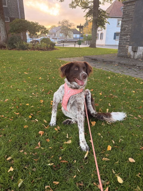 Rope Dog Leash Thin Salmon Pink Outlet