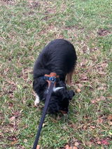 Mocha review photo