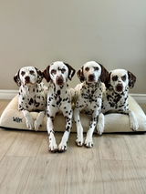 The.spotted.dogs review photo
