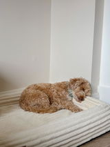 Bowie_the_cavachon review photo