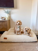 Bowie_the_cavachon review photo