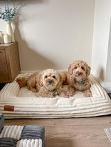 Bowie_the_cavachon review photo