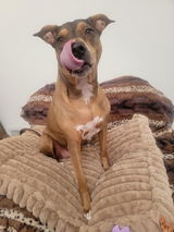 Patch O' Pits & Bulls Therapy Dogs review photo