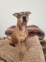 Patch O' Pits & Bulls Therapy Dogs review photo
