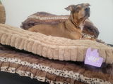 Patch O' Pits & Bulls Therapy Dogs review photo