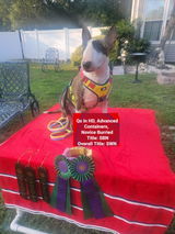 Patch O' Pits & Bulls Therapy Dogs review photo