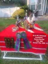 Patch O' Pits & Bulls Therapy Dogs review photo