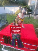 Patch O' Pits & Bulls Therapy Dogs review photo