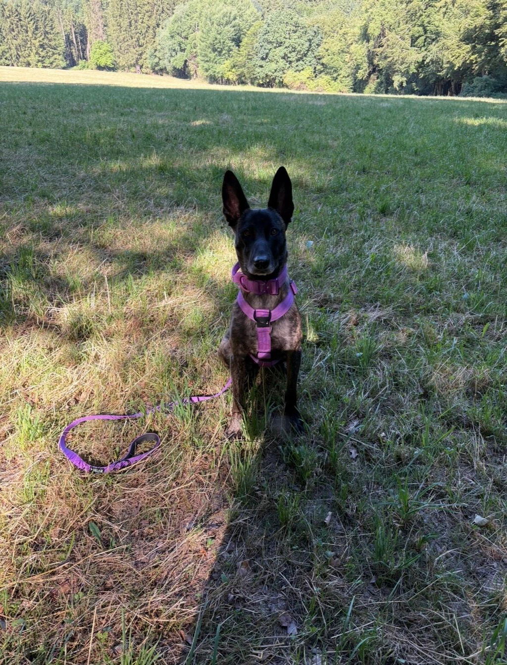 Hochwertiges Hundegeschirr S Dunkel Lila