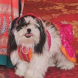 akanksha shukla review photo