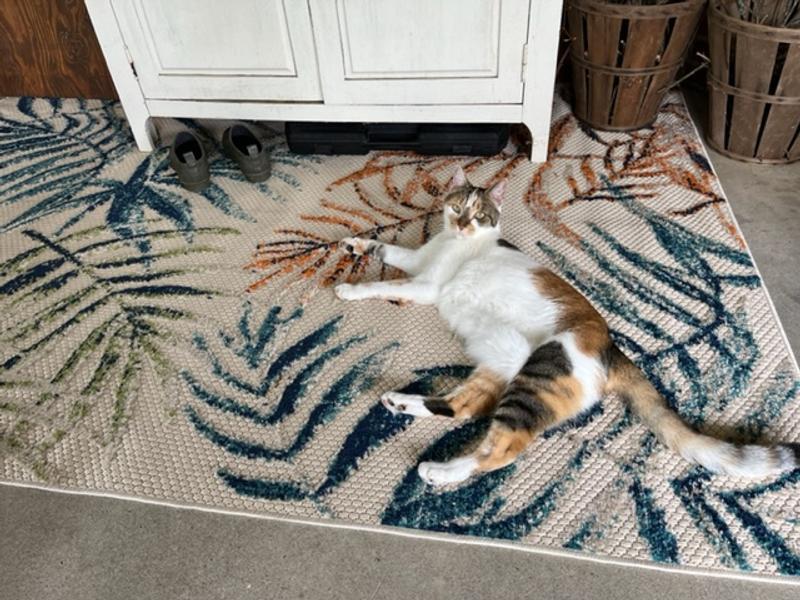 MiatheCat review photo