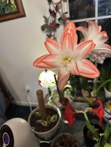 Tammy review photo