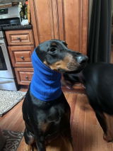 Glam Girl's Bougie Dog Diva Boutique review photo