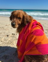 Murphythehandsomegolden review photo