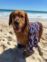 Murphythehandsomegolden review photo