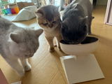 Ihiゆず review photo