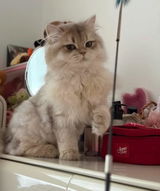 吉田 愛 review photo