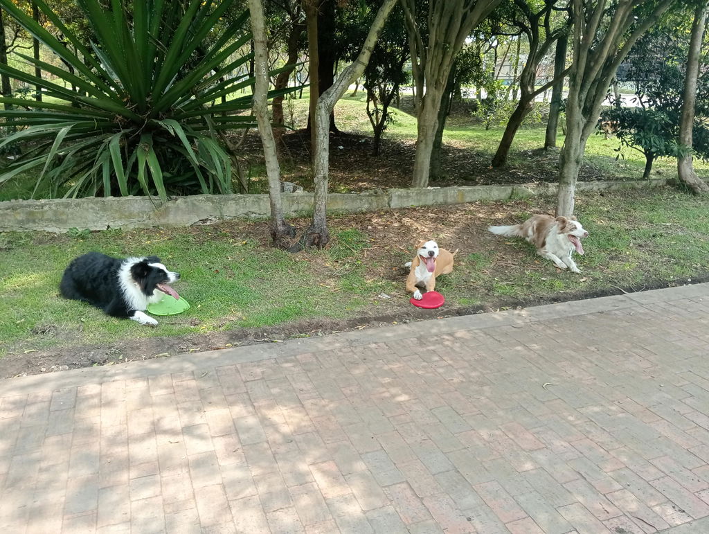 Frisbee Juguete Perro Goma Flexible Y Resistente