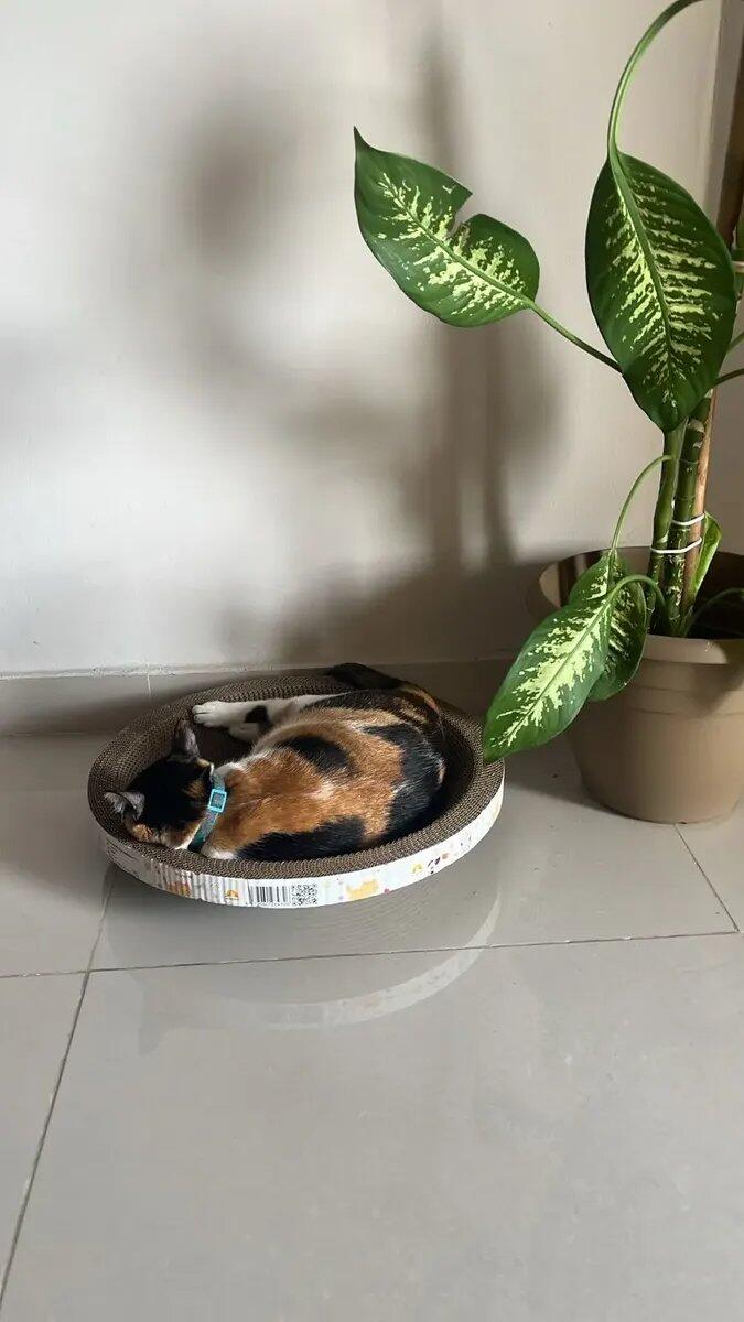 Rascador Circular de Cartón para Gato Wuufu 50 cm