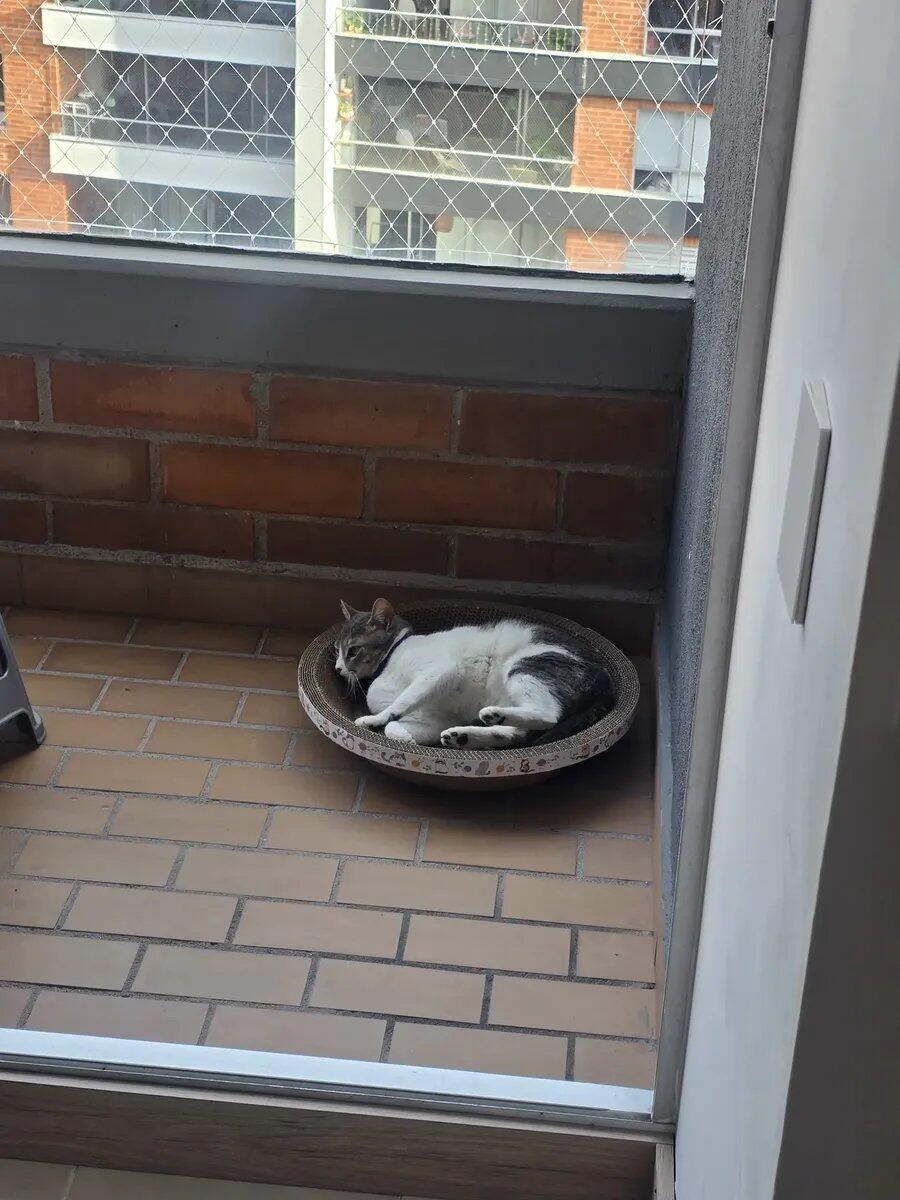 Rascador Circular de Cartón para Gato Wuufu 50 cm