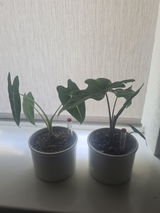 Anonīms review photo