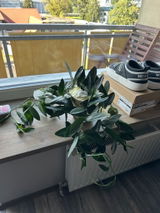 Liva Smilskalne review photo