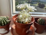 www.augi-plants.lv