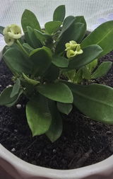 www.augi-plants.lv